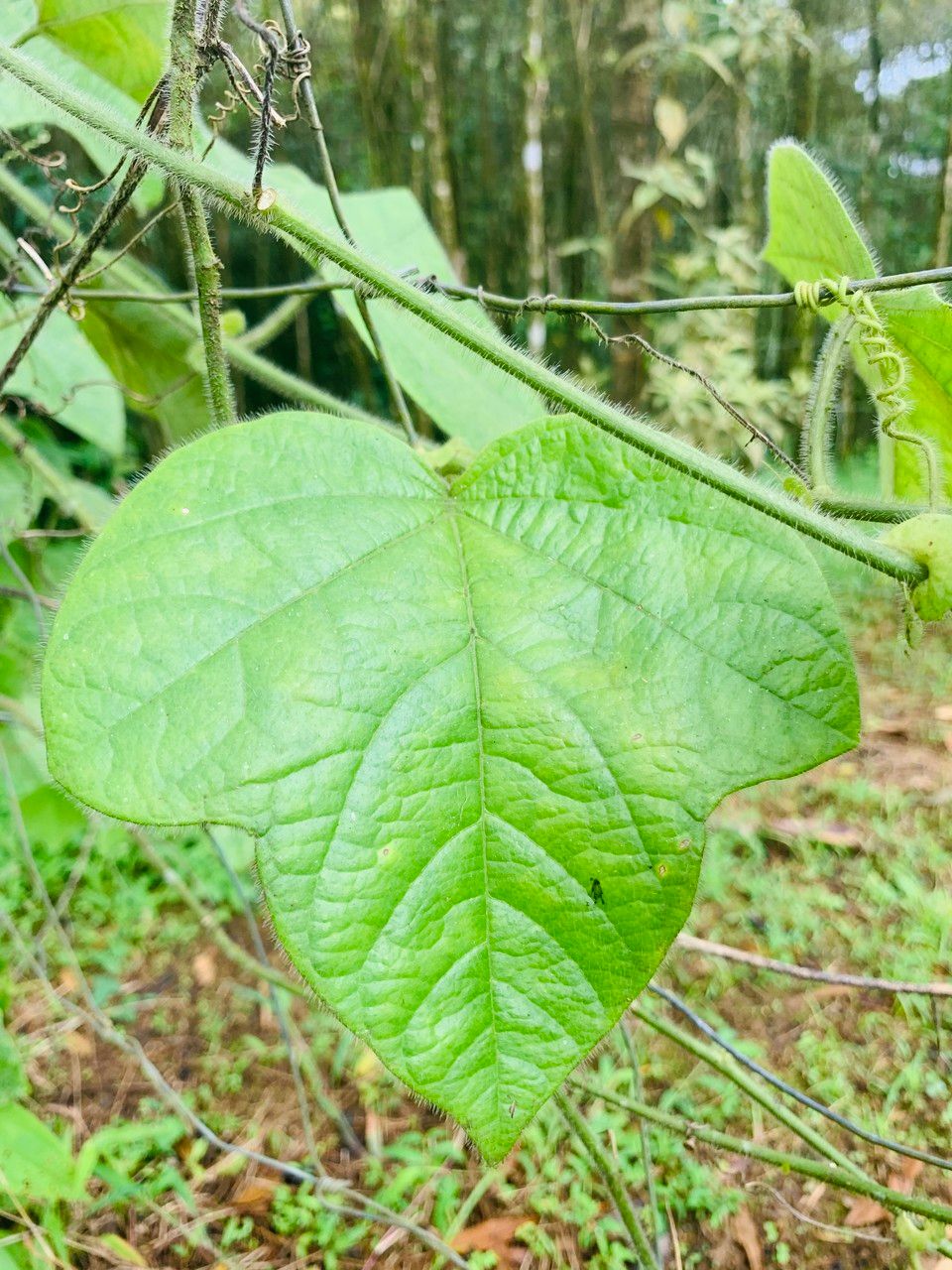 Passiflora menispermifolia leaf