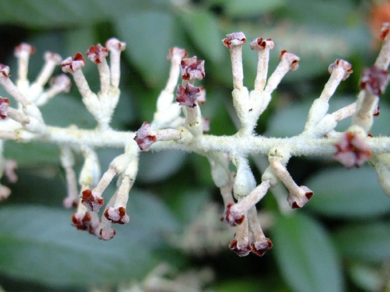 Buddleja madagascariensis fruit