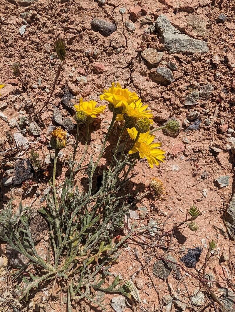 Xanthisma gracile flower