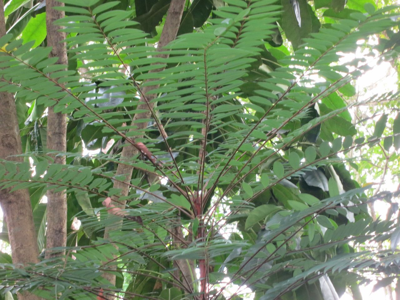 Eurycoma longifolia — search result for 'Simaroubaceae'