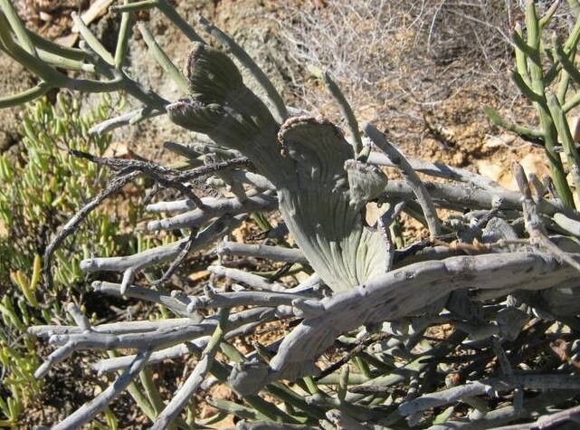 Euphorbia rhombifolia leaf