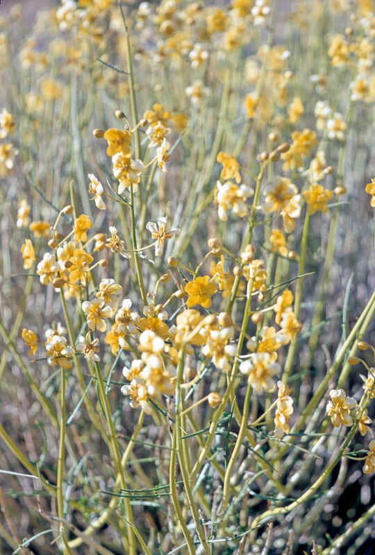 Senna armata — search result for 'Senna'