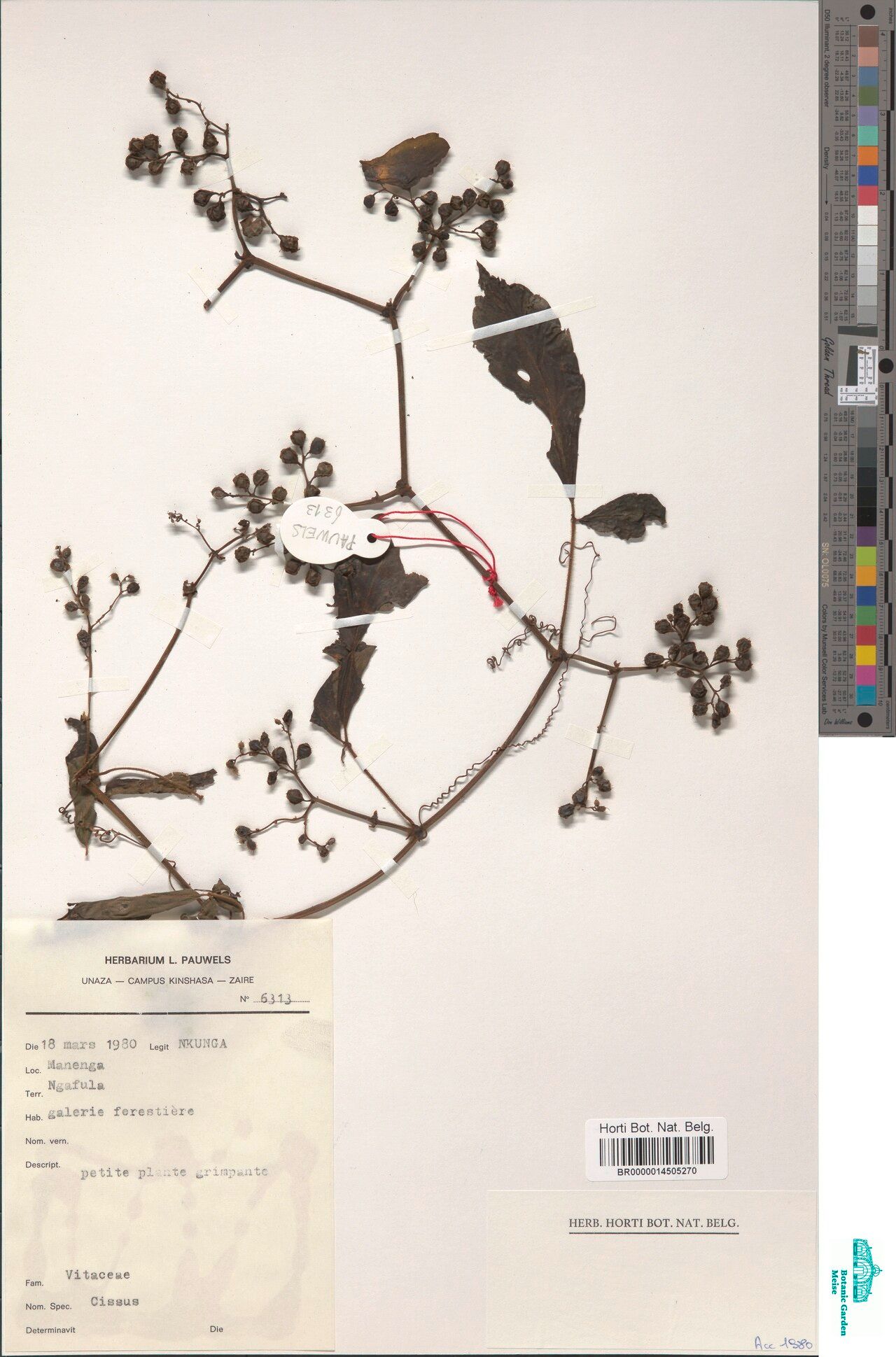 Cyphostemma brieyi — search result for 'Cyphostemma'