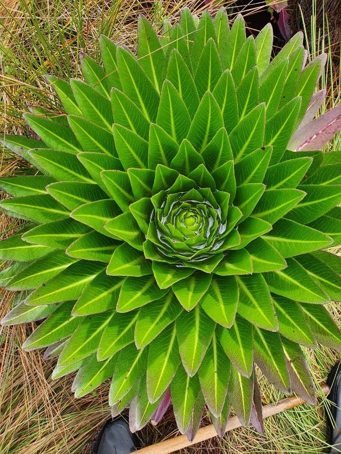 Lobelia deckenii leaf