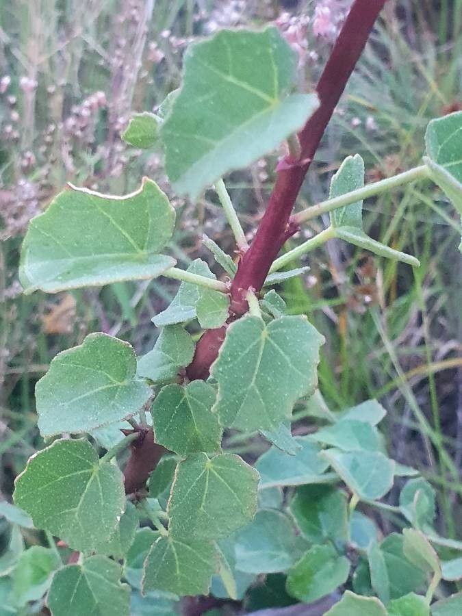 Hibiscus sparsiaculeatus leaf