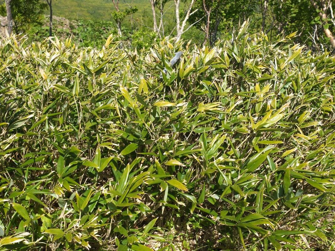 Sasa kurilensis — related species from the same genus