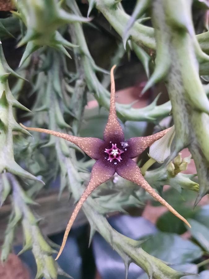 Caralluma caudata flower