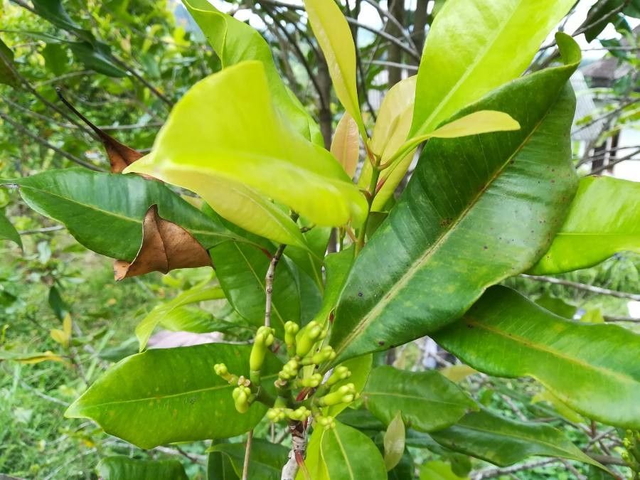 Syzygium aromaticum — search result for 'Myrtaceae'