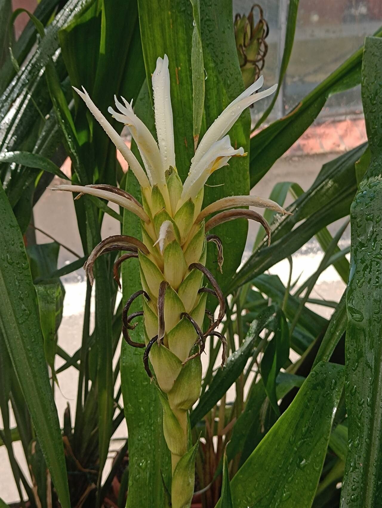 Pitcairnia altensteinii flower