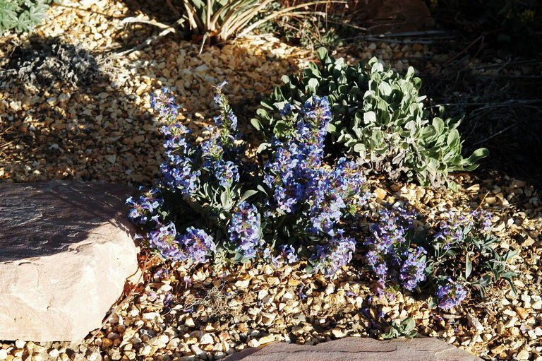 Penstemon arenicola habit
