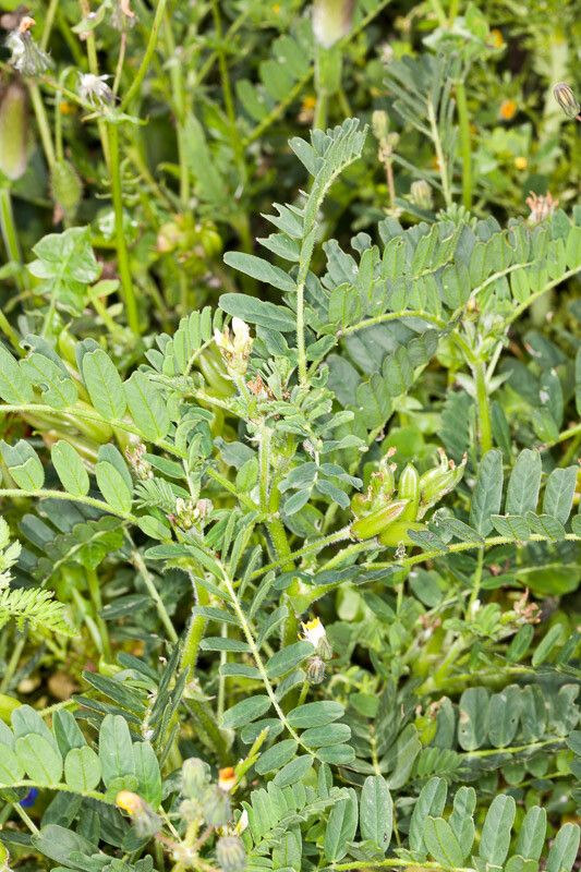 Astragalus boeticus fruit