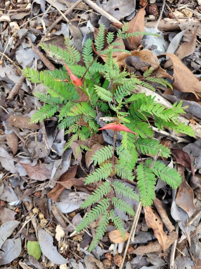Vachellia cornigera flower