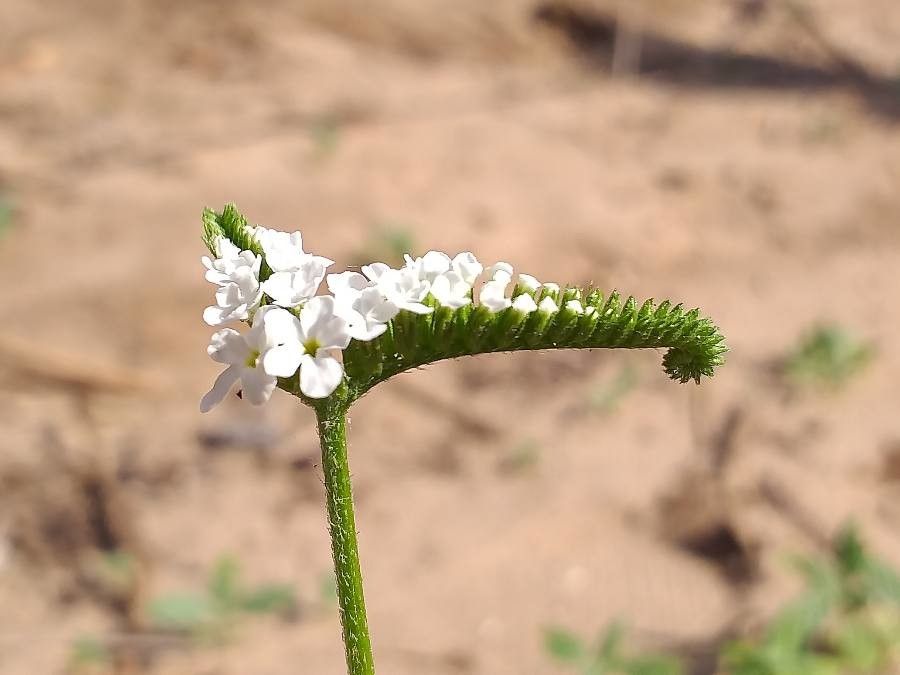 Heliotropium steudneri flower