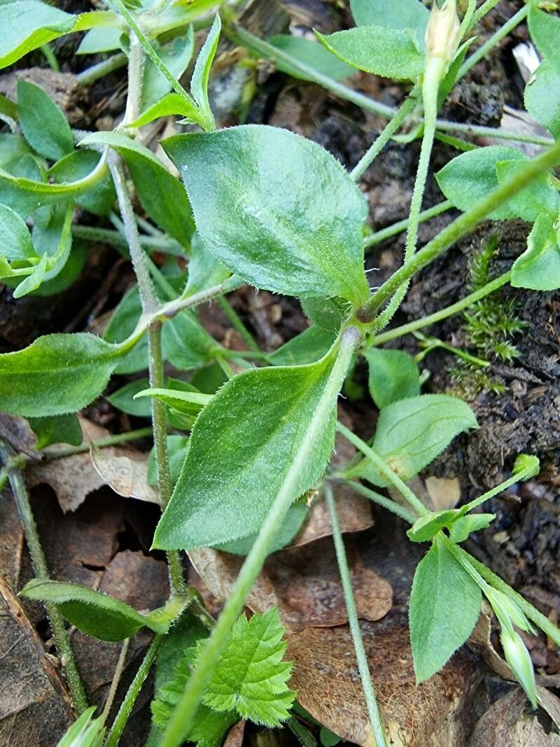 Moehringia trinervia leaf
