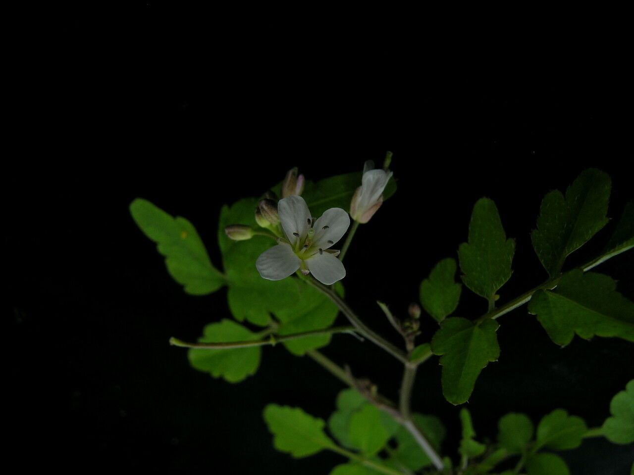 Cardamine yunnanensis — search result for 'Cardamine'