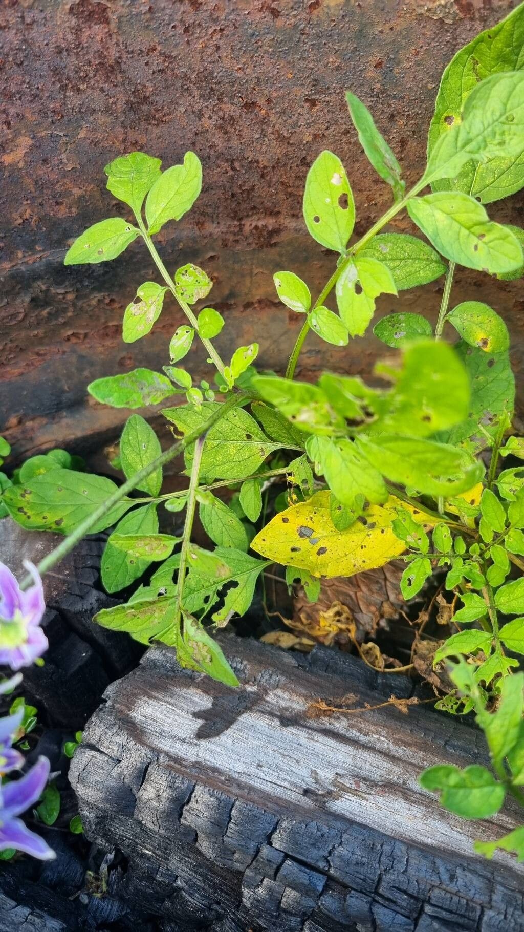 Solanum commersonii leaf