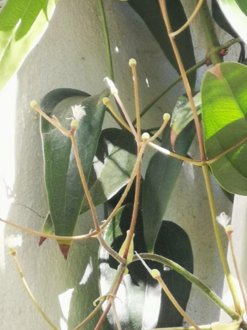 Clematis armandi fruit