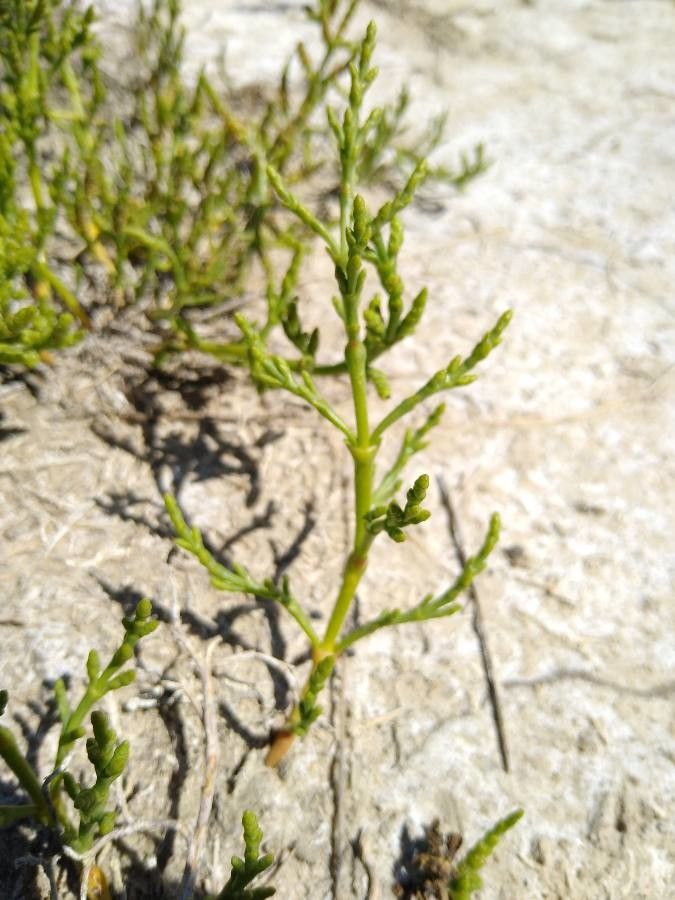 Salicornia subterminalis — houseplant care guide