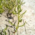 Salicornia subterminalis