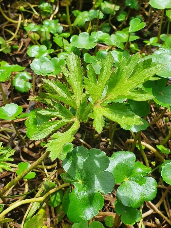 Ranunculus multifidus leaf