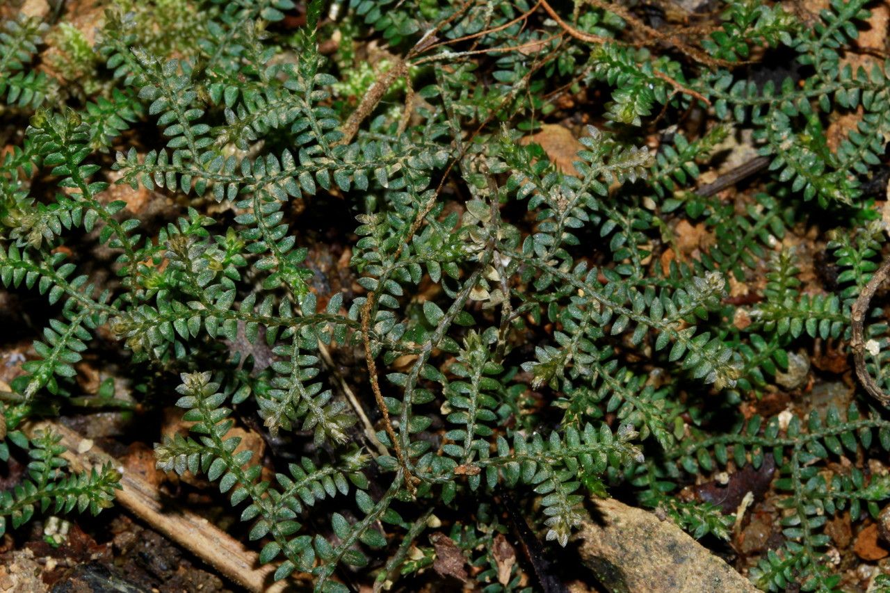 Selaginella sespillifolia — houseplant care guide