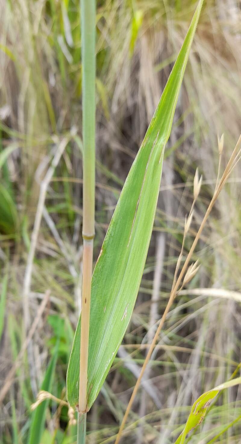 Paspalum malacophyllum leaf