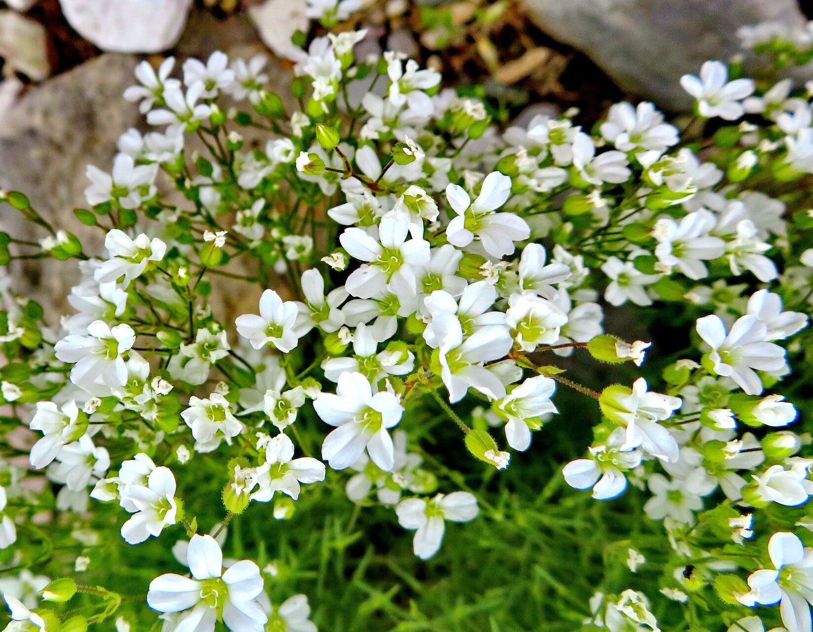 Minuartia juniperina habit