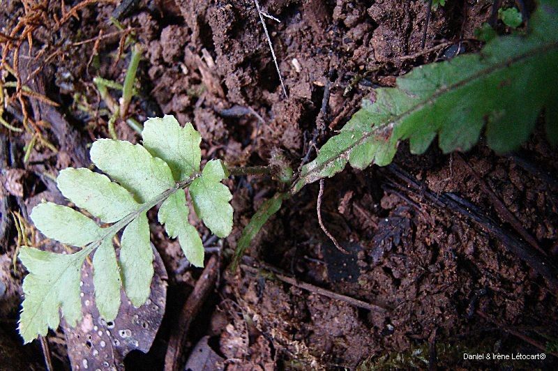 Bolbitis palustris leaf