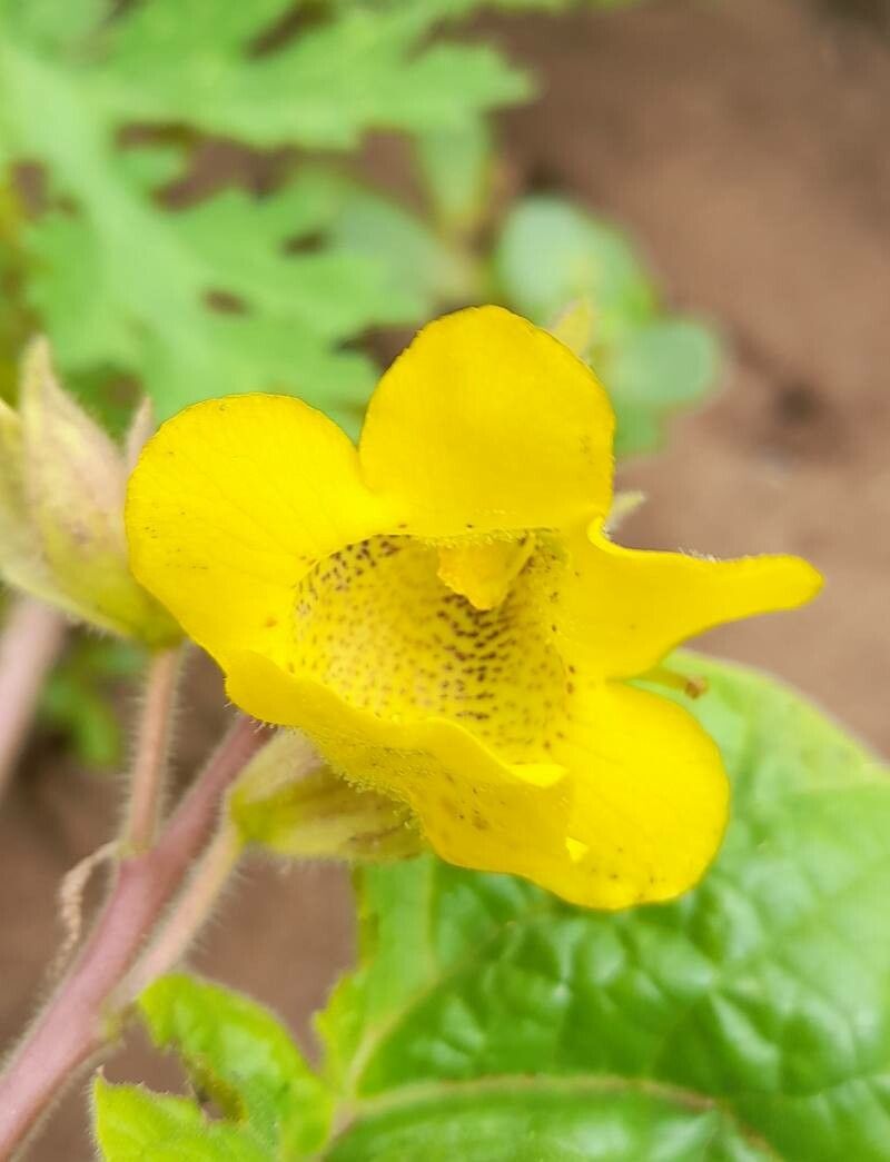Ibicella parodii flower