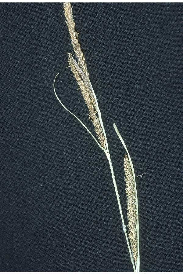 Carex aquatilis — search result for 'Carex'