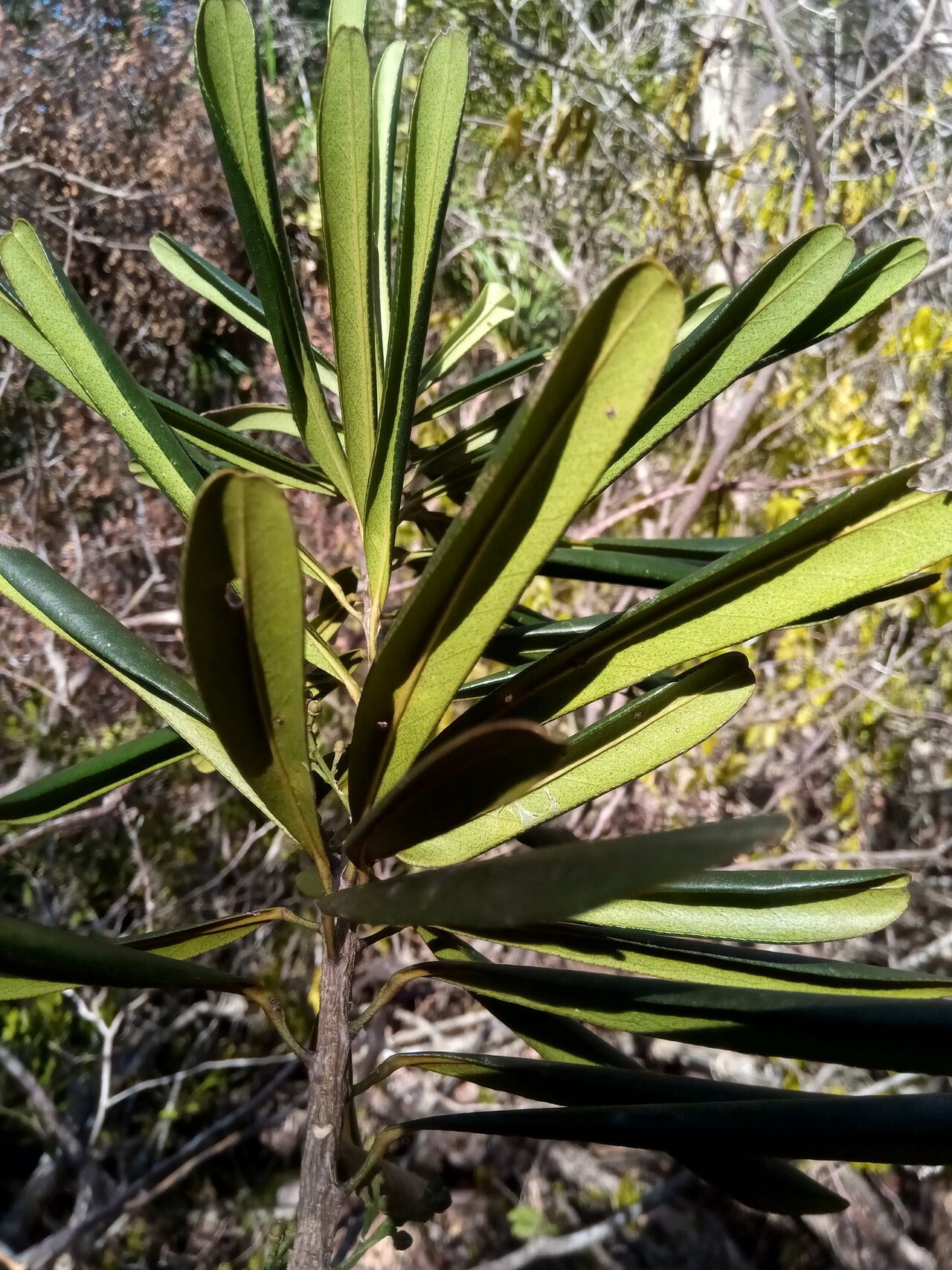 Vepris spathulata — search result for 'Vepris'