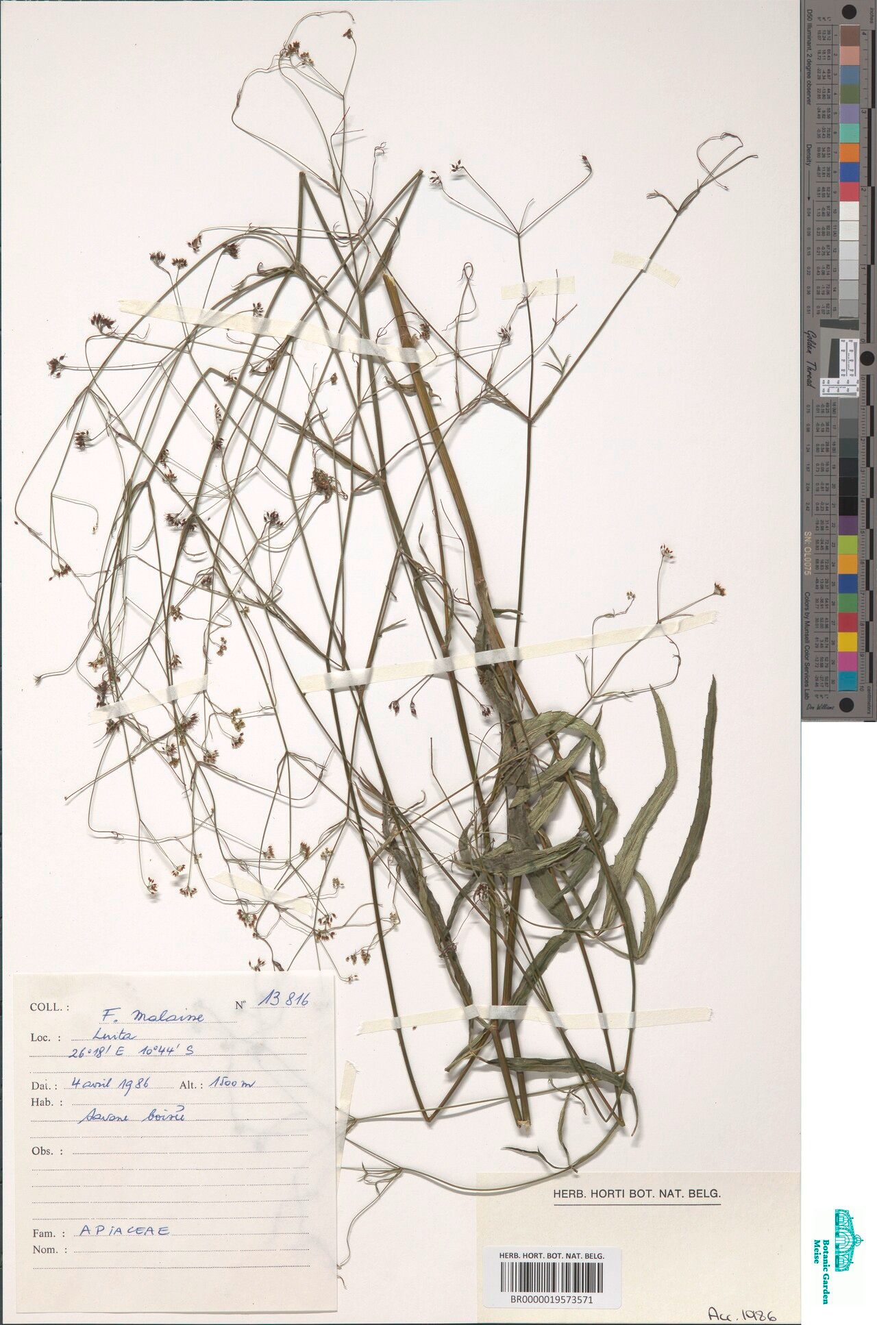 Pimpinella homblei — search result for 'Pimpinella'