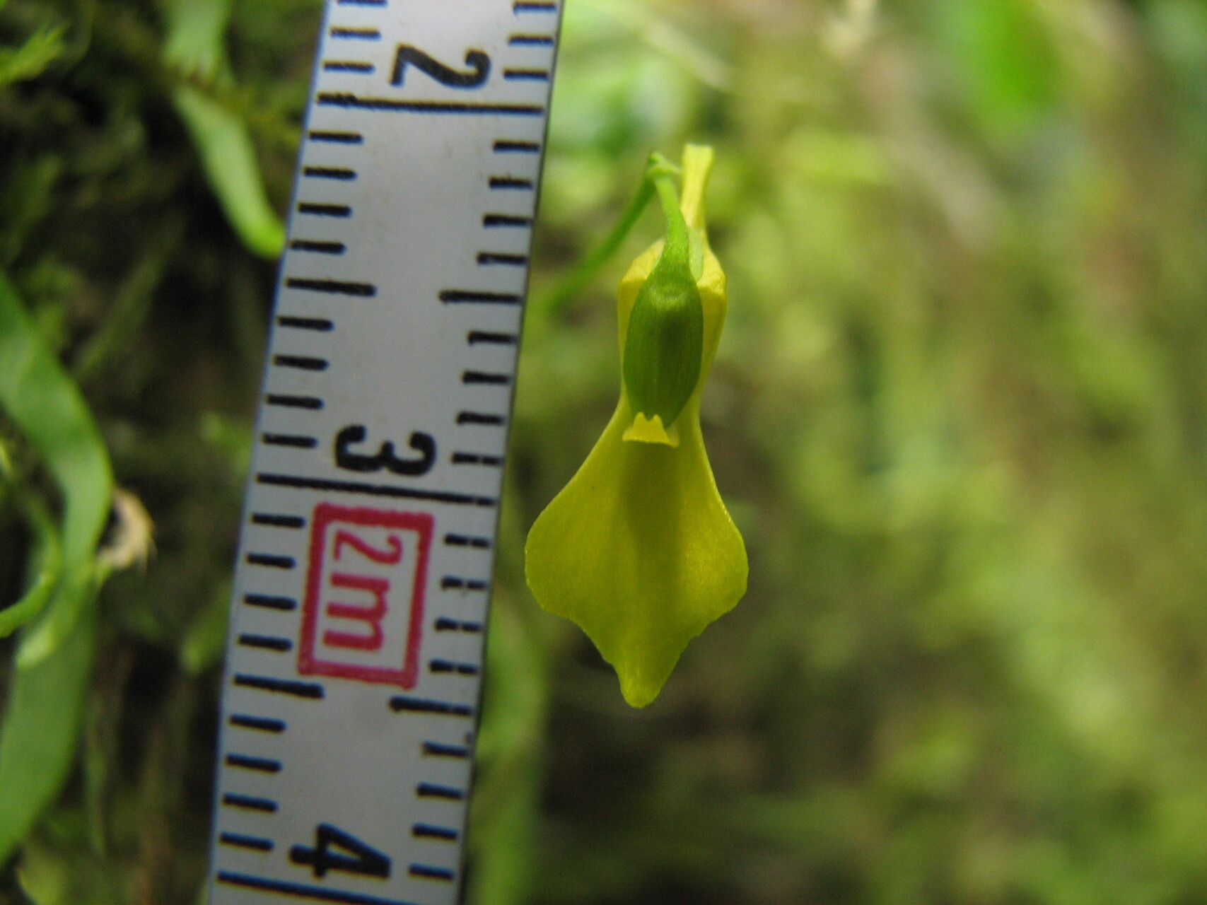 Utricularia mannii flower