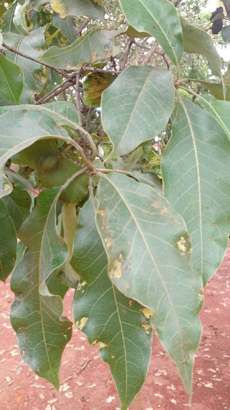 Terminalia argentea