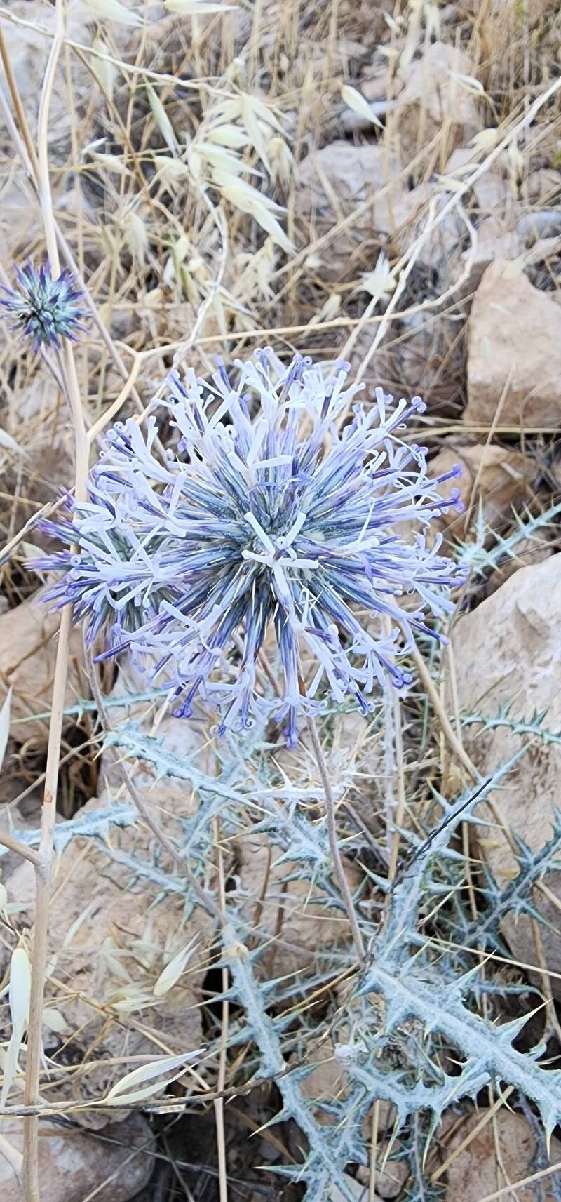 Echinops hebelepis flower