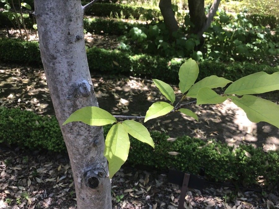 Magnolia salicifolia — search result for 'Magnolia'