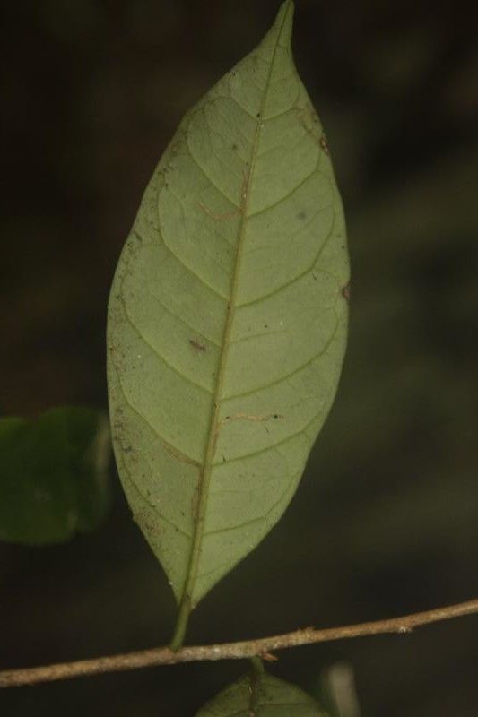 Chrysophyllum sparsiflorum bark