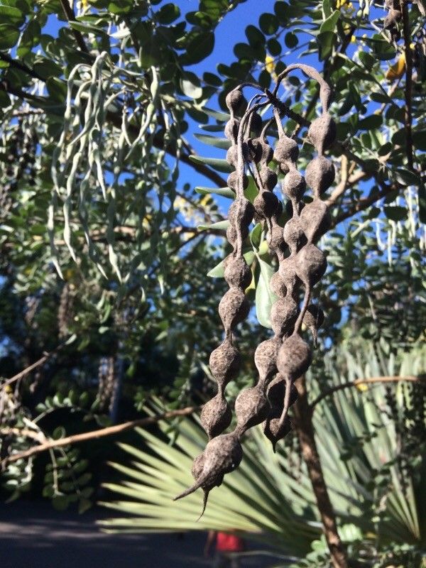 Sophora tomentosa fruit