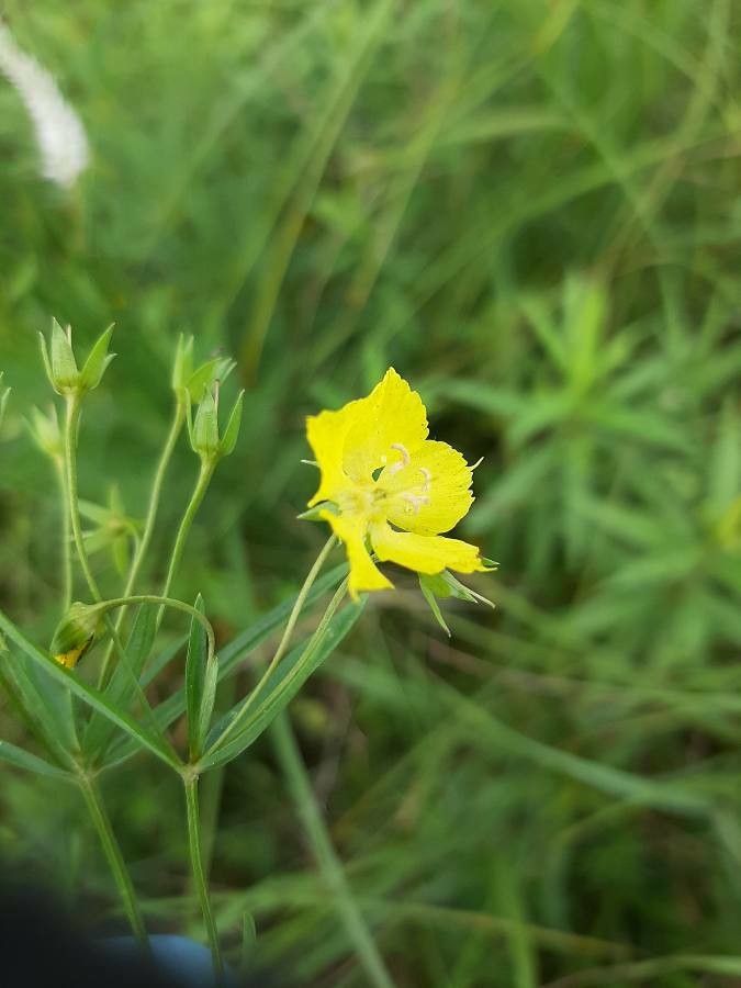 Lysimachia quadriflora — search result for 'Lysimachia'