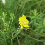 Lysimachia quadriflora