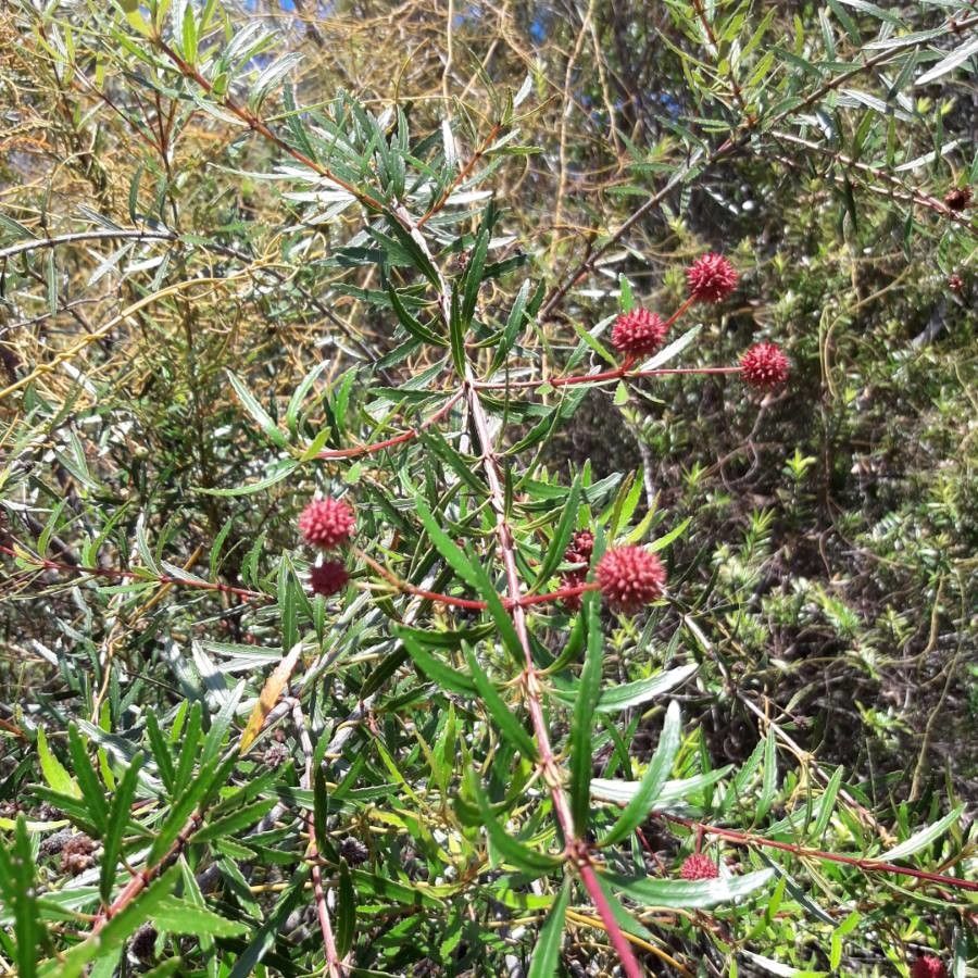 Pancheria elegans fruit