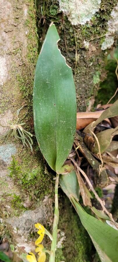 Dendrochilum uncatum leaf