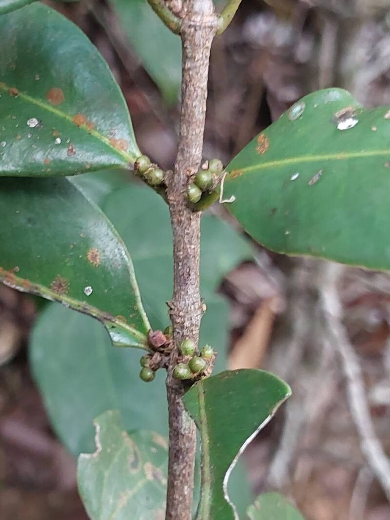 Cassipourea microphylla fruit