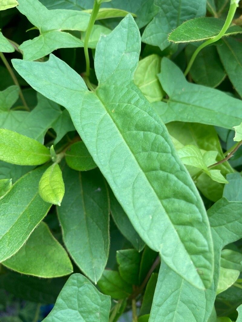 Calystegia hederacea