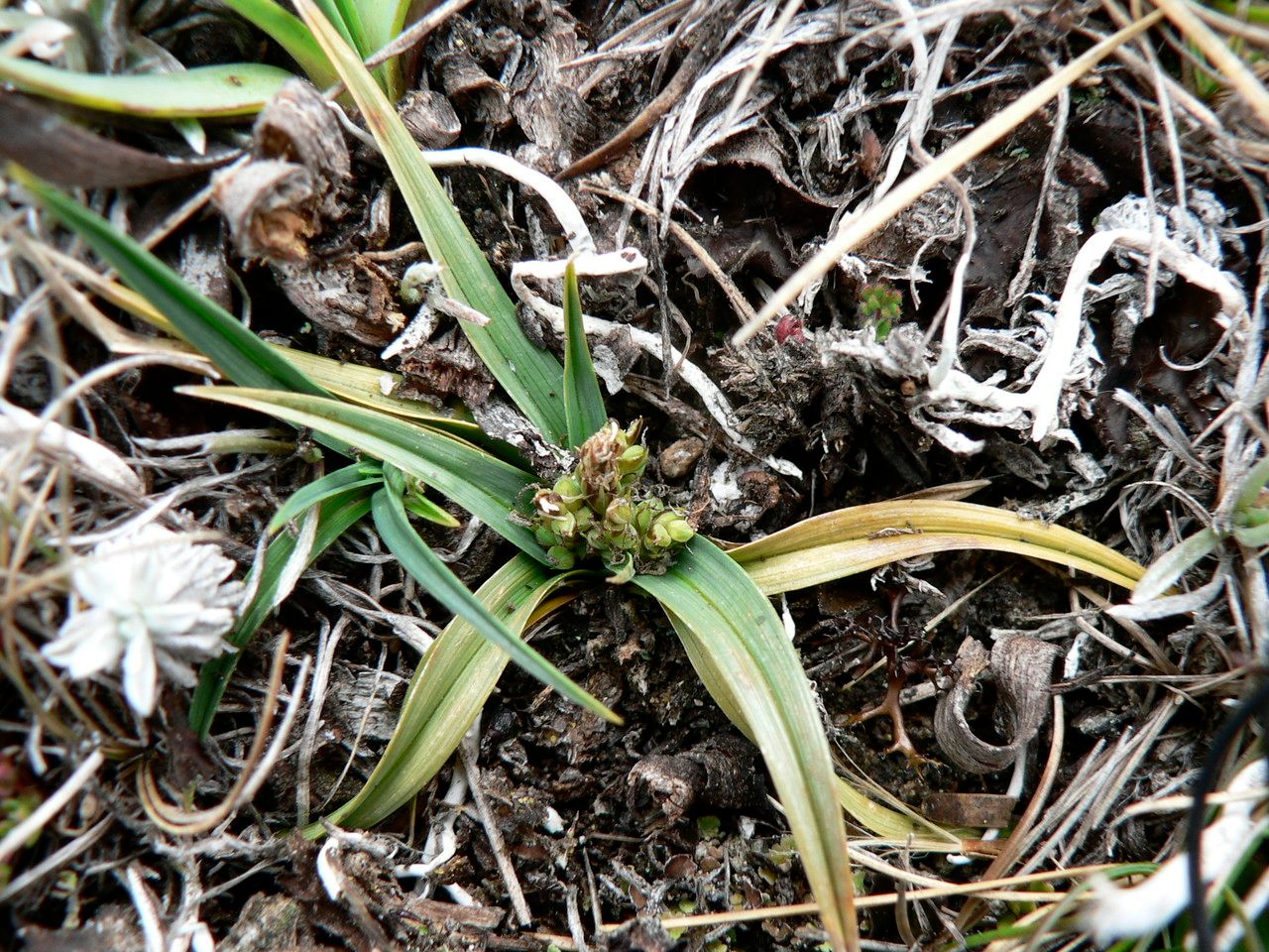 Carex brachycalama fruit