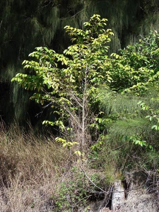 Chrysophyllum oliviforme habit