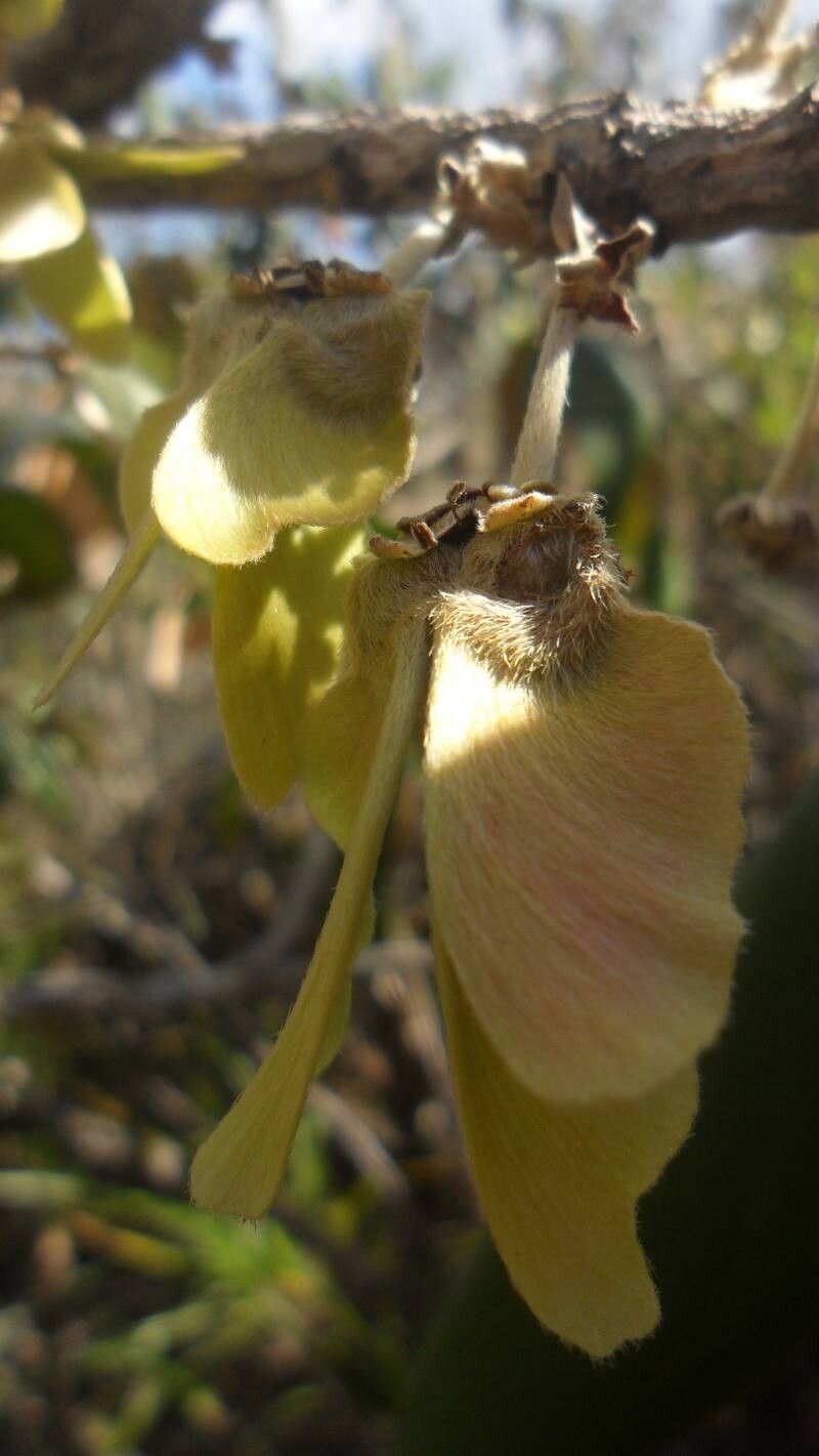 Heteropterys byrsonimifolia fruit