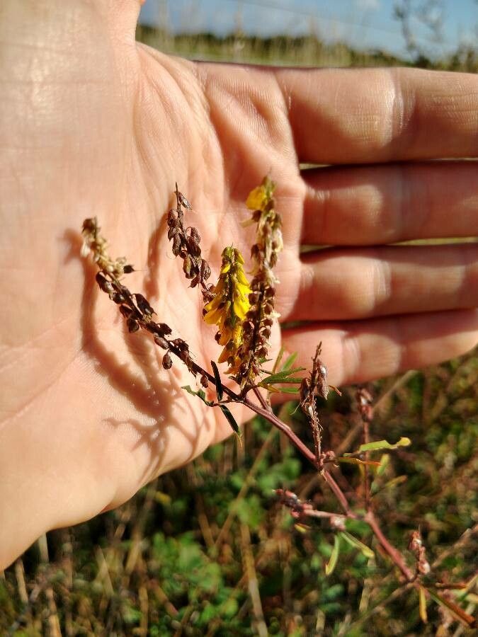 Melilotus sulcatus fruit