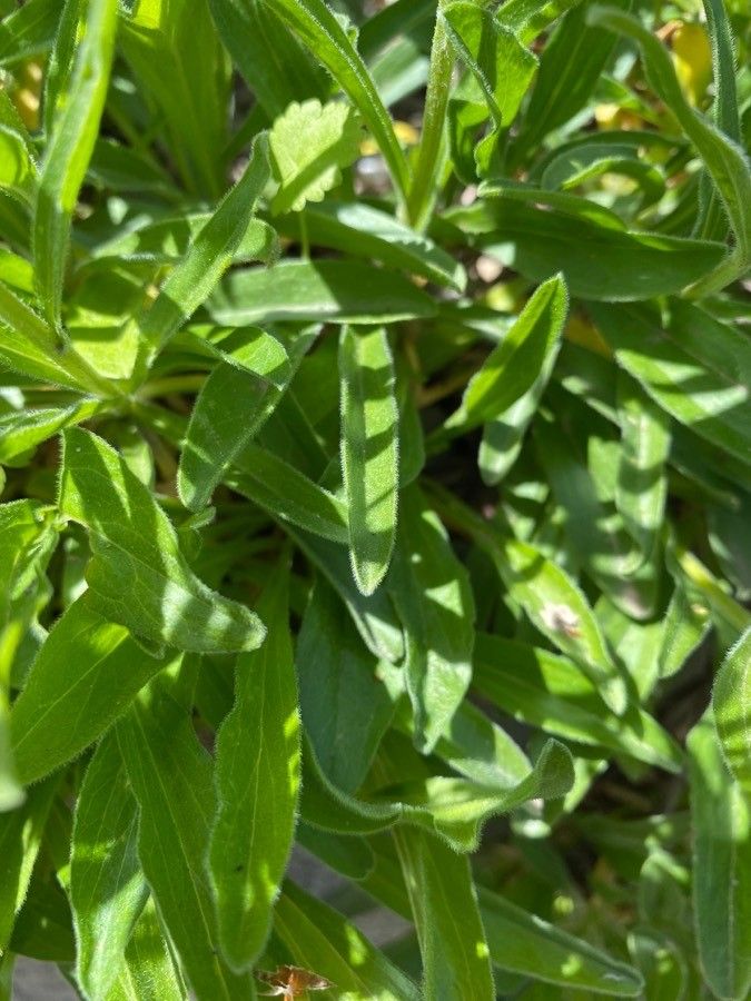 Erigeron coulteri — search result for 'Erigeron'
