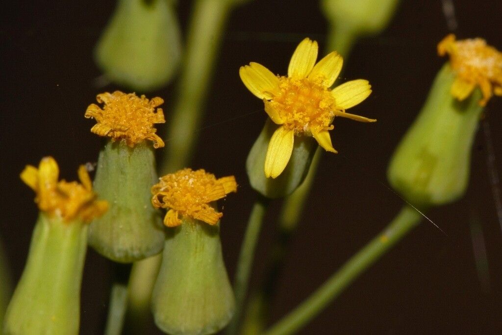 Emilia abyssinica flower